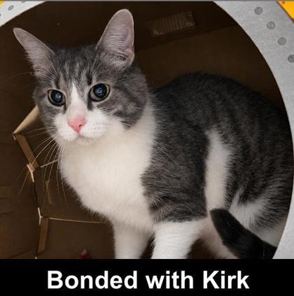 Kramer, a Adoptable mixed breed in Elk Grove Village, IL image 2/3