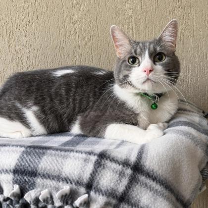 Kramer, Adoptable, Senior Male Domestic Short Hair & Domestic Short Hair.