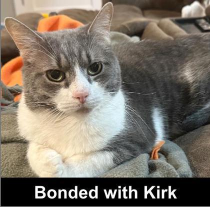 Kramer, a Adoptable mixed breed in Elk Grove Village, IL image 3/3
