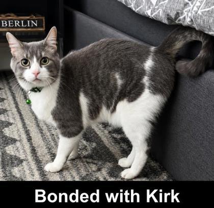 Kramer, a Adoptable mixed breed in Elk Grove Village, IL image 3/3