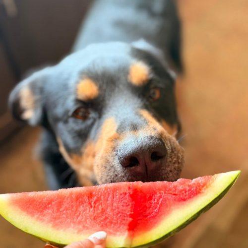 Buddy, Adoptable, Young Male Rottweiler & German Shepherd Dog.