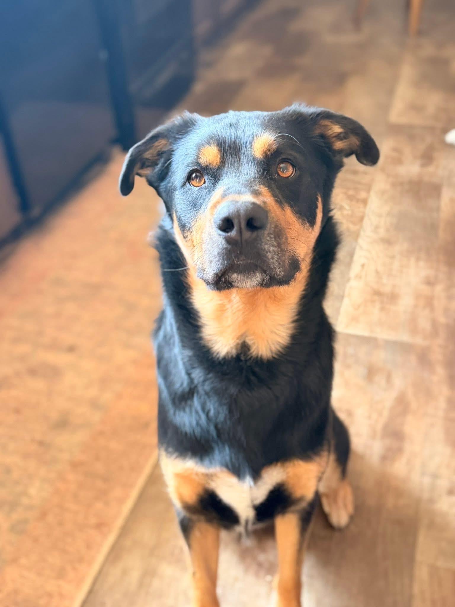 Buddy, a Adoptable mixed breed in Glendale, AZ image 2/4