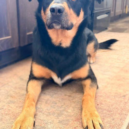 Buddy, a Adoptable mixed breed in Glendale, AZ image 3/4