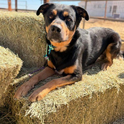 Buddy, a Adoptable mixed breed in Glendale, AZ image 4/4