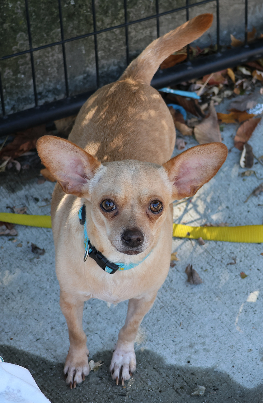 Dog for adoption Taco, a Chihuahua in Harrison, NY Petfinder