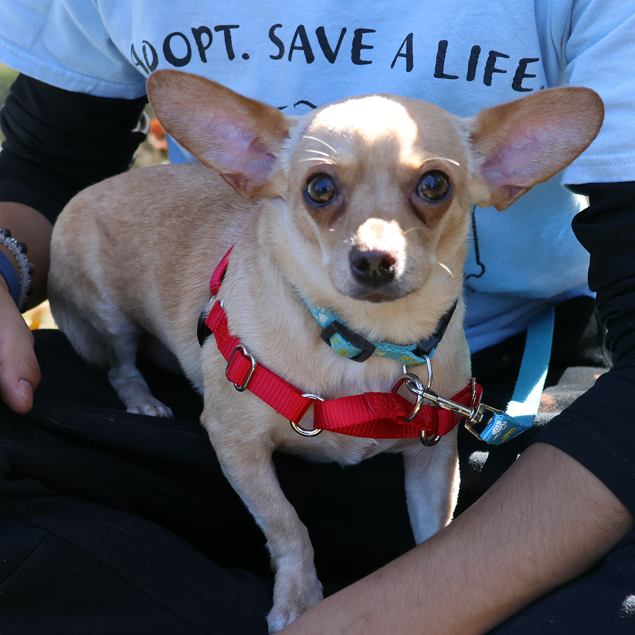 Dog for adoption Taco, a Chihuahua in Harrison, NY Petfinder