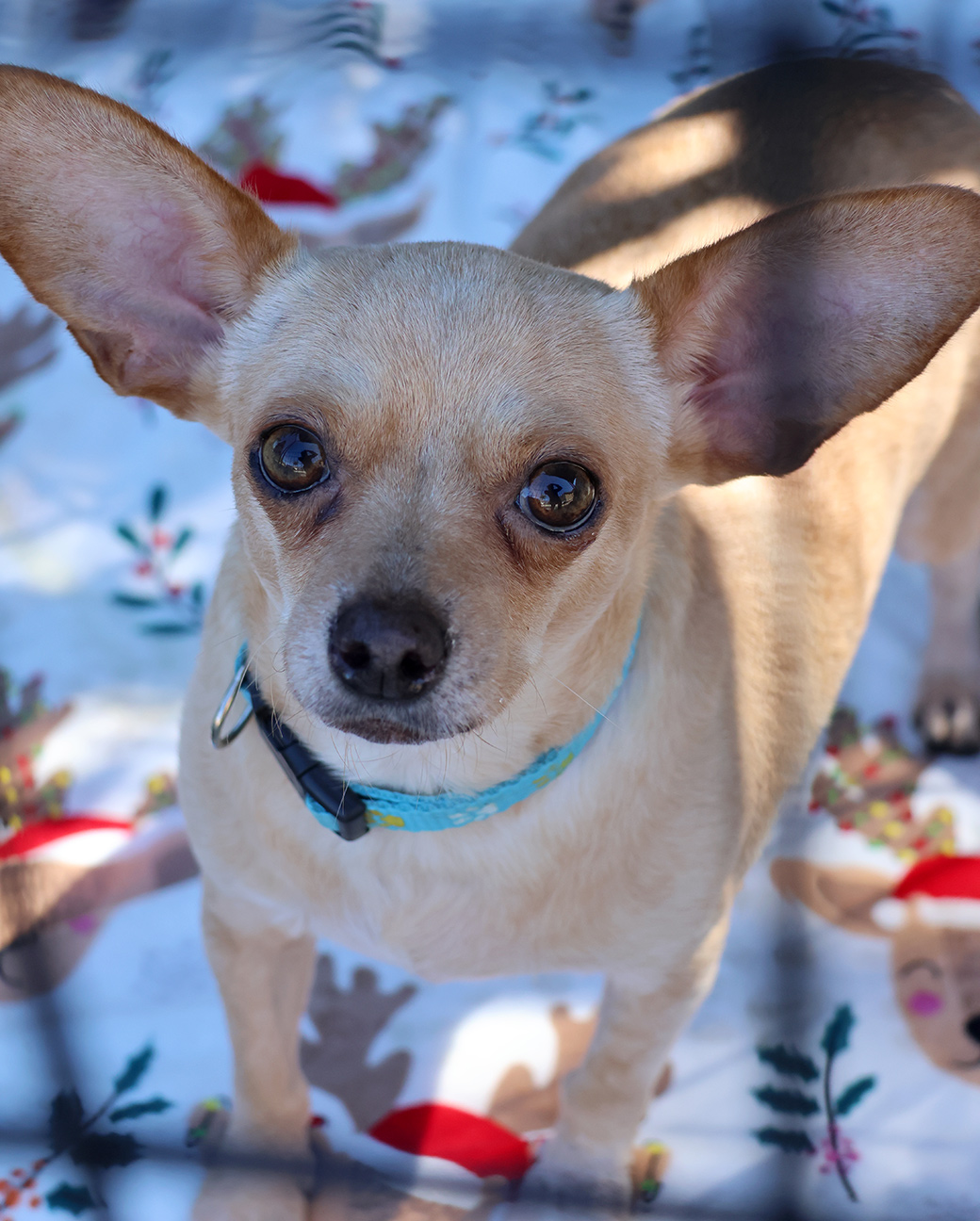 Dog for adoption Taco, a Chihuahua in Harrison, NY Petfinder