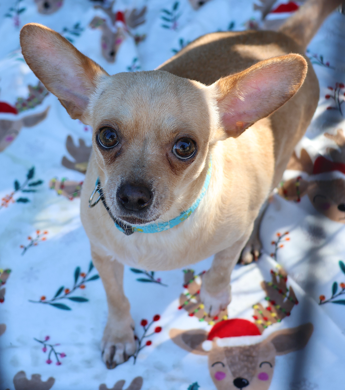 Dog for adoption Taco, a Chihuahua in Harrison, NY Petfinder