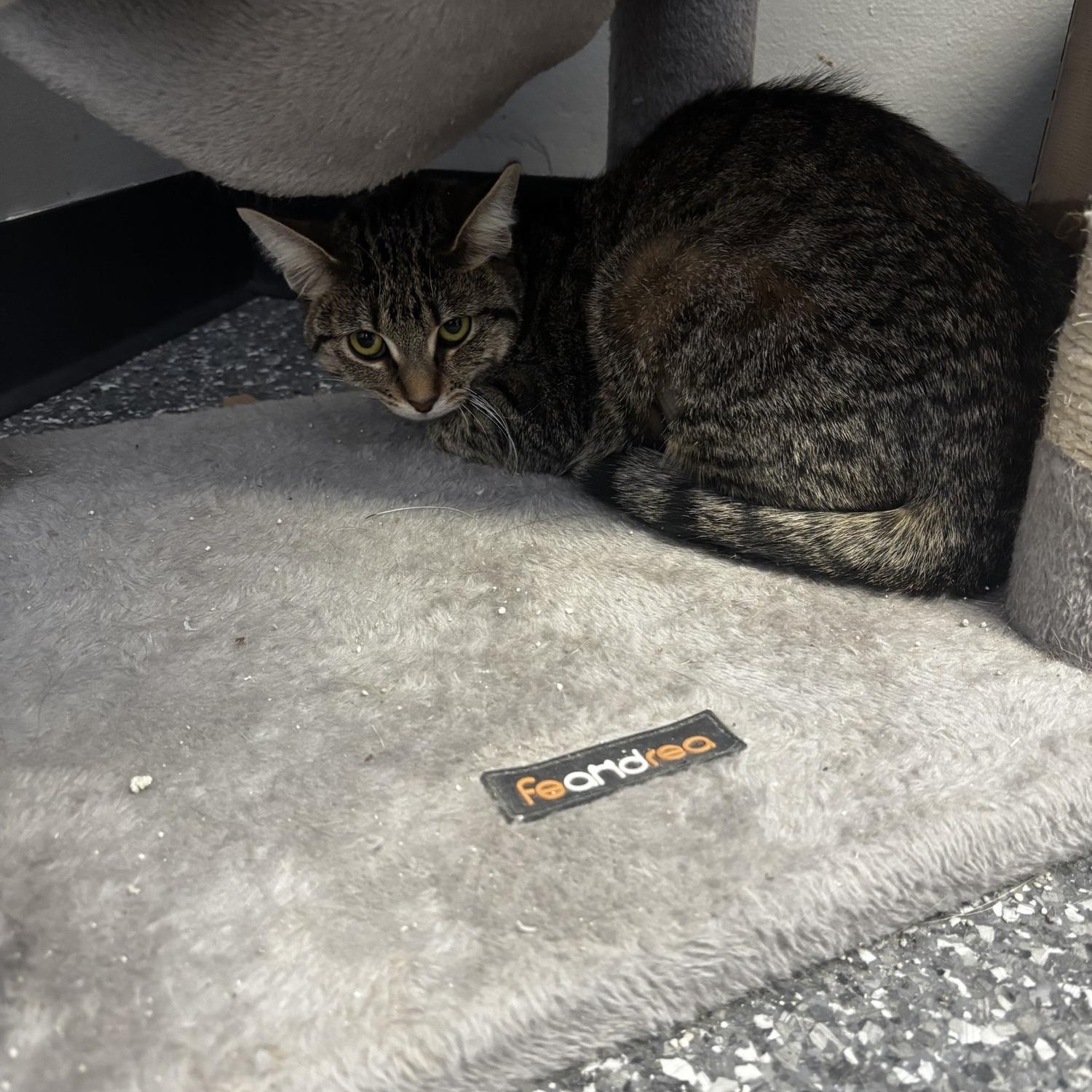 Daisy, ADOPTABLE, Young Female Domestic Short Hair.