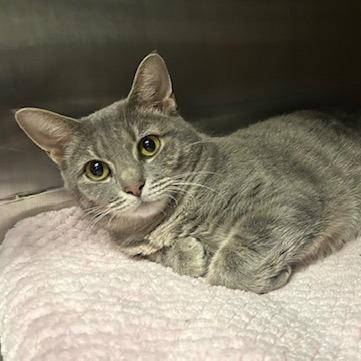 Felicity, Adoptable, Young Female Domestic Short Hair.