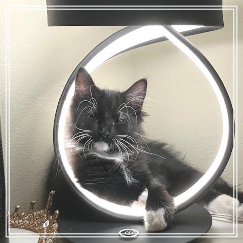 Socks, a Adoptable Domestic Long Hair in Long Beach, CA image 1/6