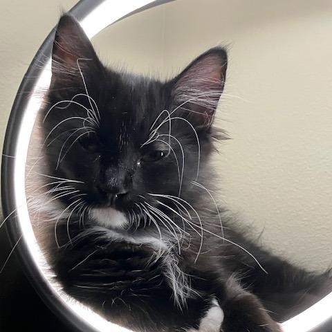 Socks, a Adoptable Domestic Long Hair in Long Beach, CA image 2/6