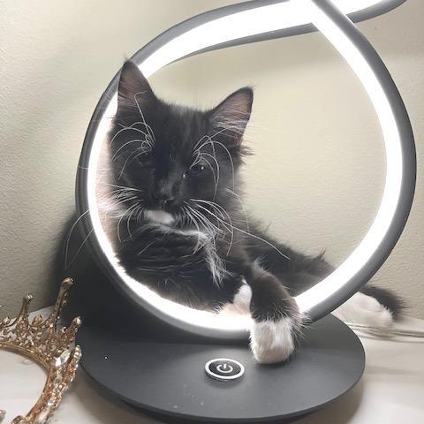 Socks, a Adoptable Domestic Long Hair in Long Beach, CA image 3/6