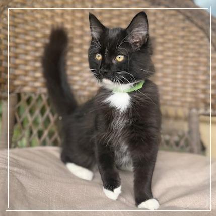 Socks, a Adoptable Domestic Long Hair in Long Beach, CA image 4/6