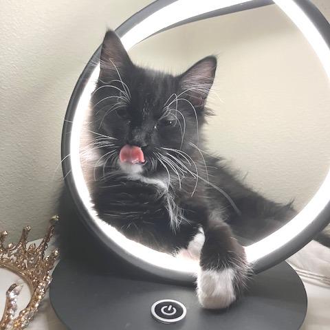 Socks, a Adoptable Domestic Long Hair in Long Beach, CA image 5/6