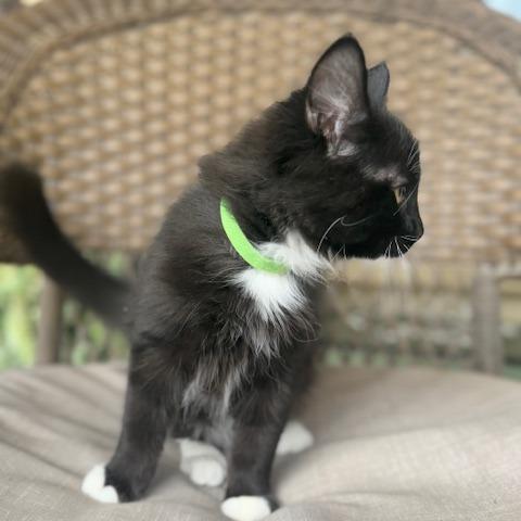Socks, a Adoptable Domestic Long Hair in Long Beach, CA image 6/6