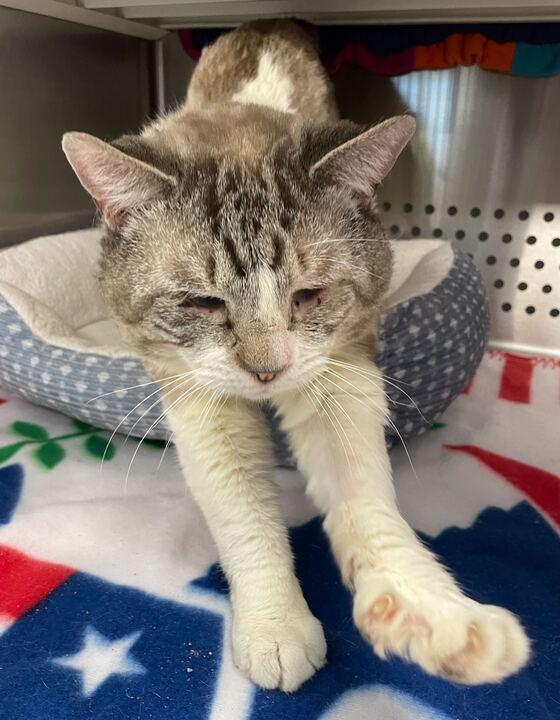 Jack Sparrow, a ADOPTABLE Domestic Short Hair in Jackson, MI image 6/6