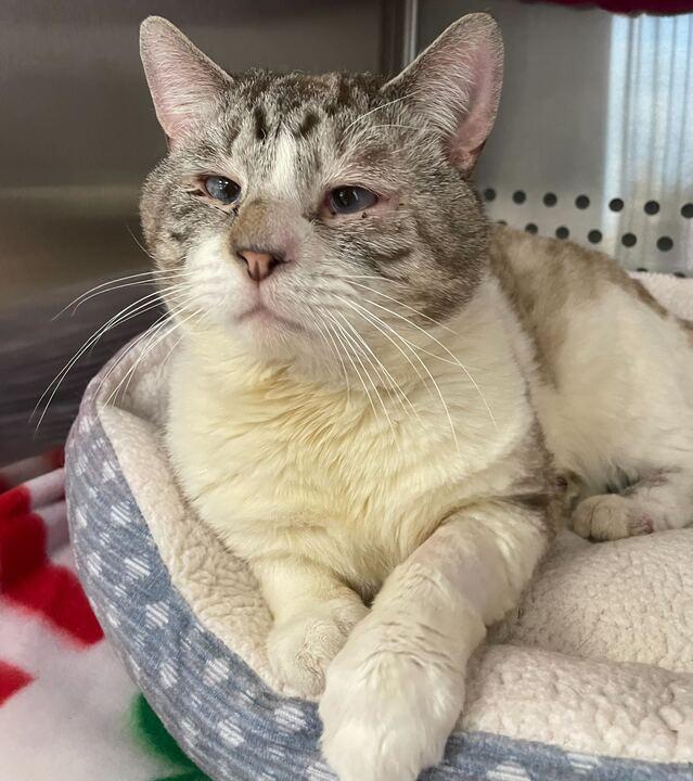 Jack Sparrow, a ADOPTABLE Domestic Short Hair in Jackson, MI image 2/6