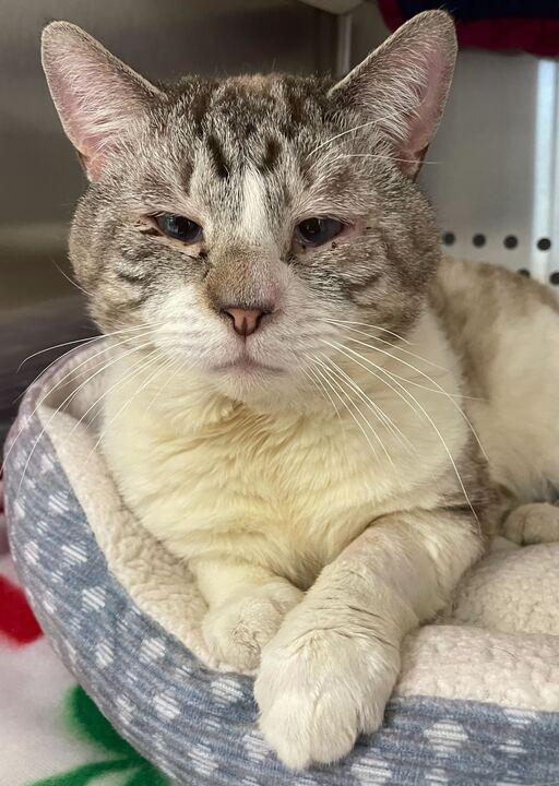 Jack Sparrow, ADOPTABLE, Adult Male Domestic Short Hair.