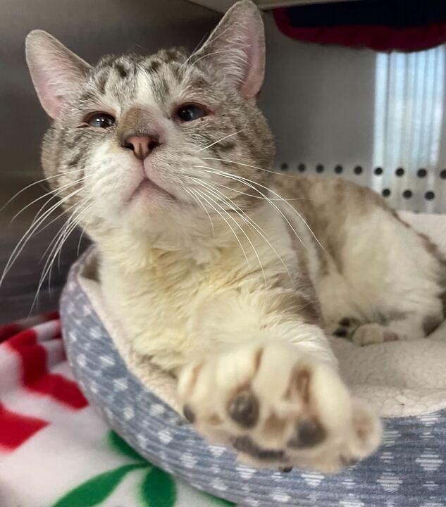 Jack Sparrow, a ADOPTABLE Domestic Short Hair in Jackson, MI image 3/6