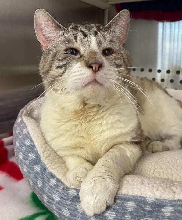 Jack Sparrow, a ADOPTABLE Domestic Short Hair in Jackson, MI image 4/6