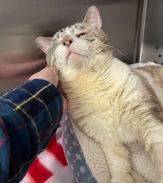 Jack Sparrow, a ADOPTABLE Domestic Short Hair in Jackson, MI image 5/6