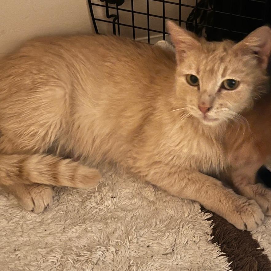 Ginger Lou, Adoptable, Young Female Domestic Short Hair.