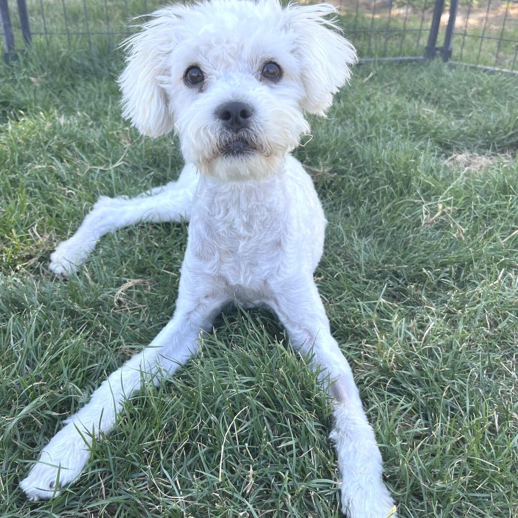 Sherlock, an adoptable Sheep Dog in Cashmere, WA, 98815 | Photo Image 2