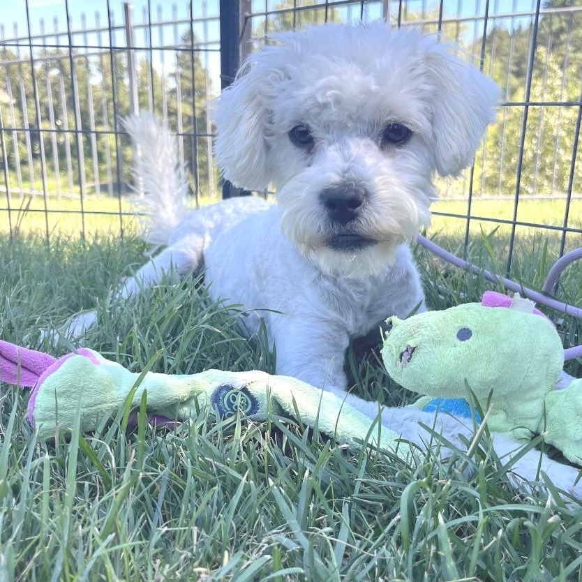 Sherlock, an adoptable Sheep Dog in Cashmere, WA, 98815 | Photo Image 1
