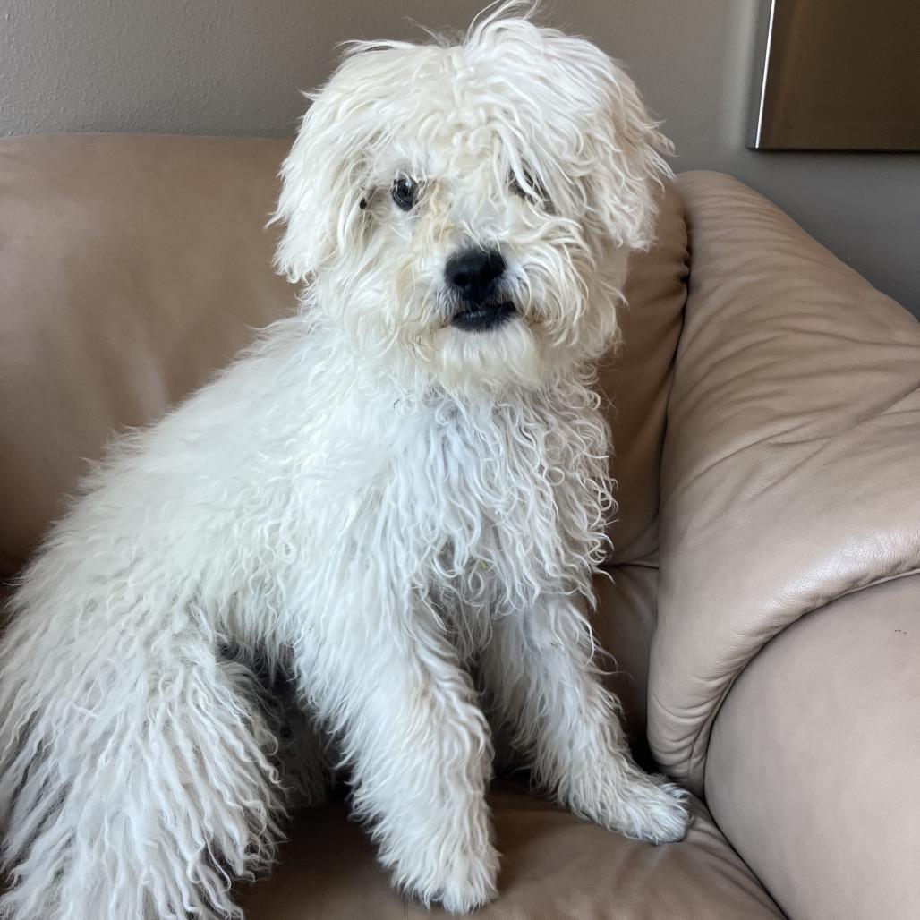Sherlock, an adoptable Sheep Dog in Cashmere, WA, 98815 | Photo Image 4
