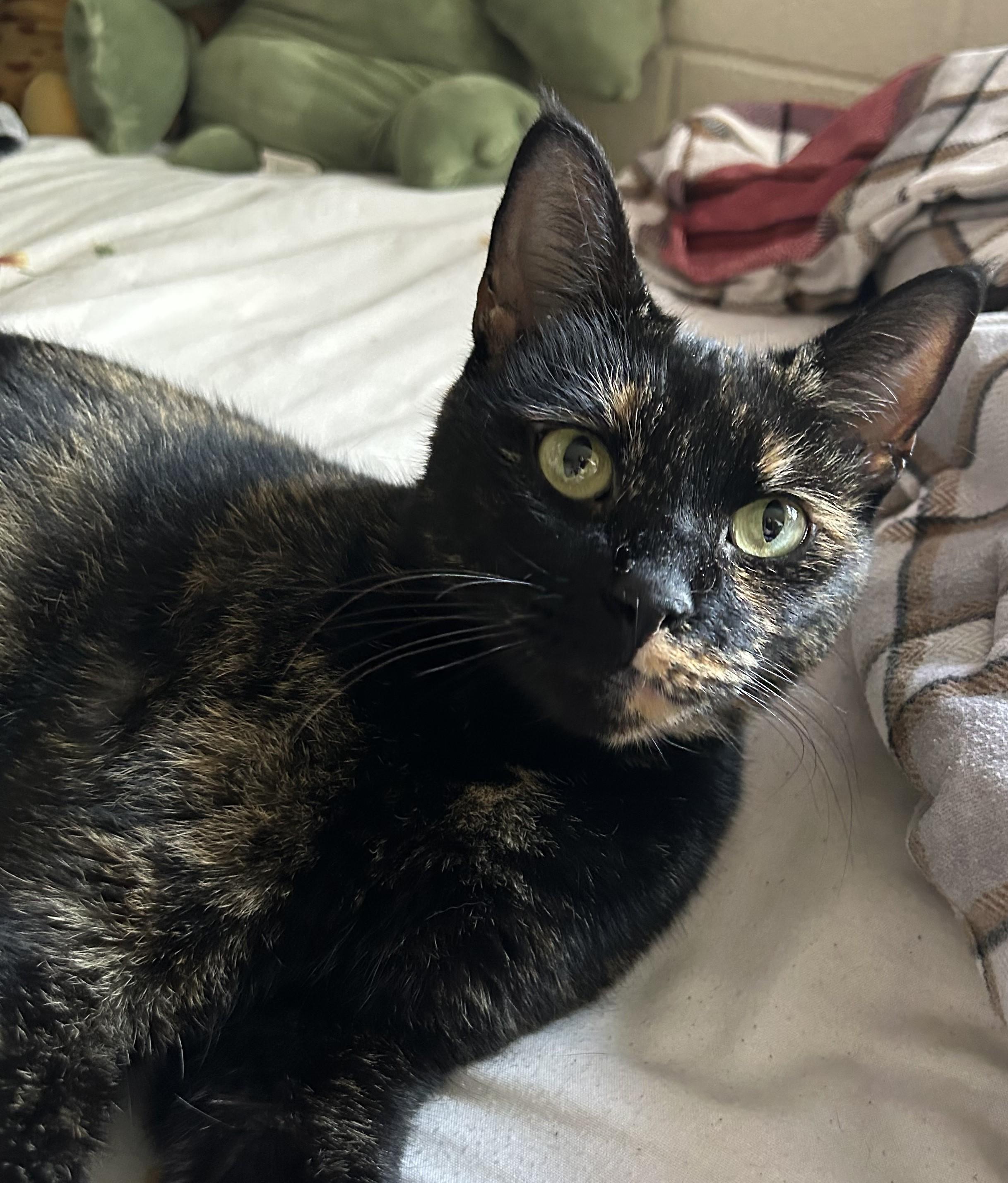 Enlarge Missy, a Adoptable Domestic Short Hair in Avon, NY image 3/3