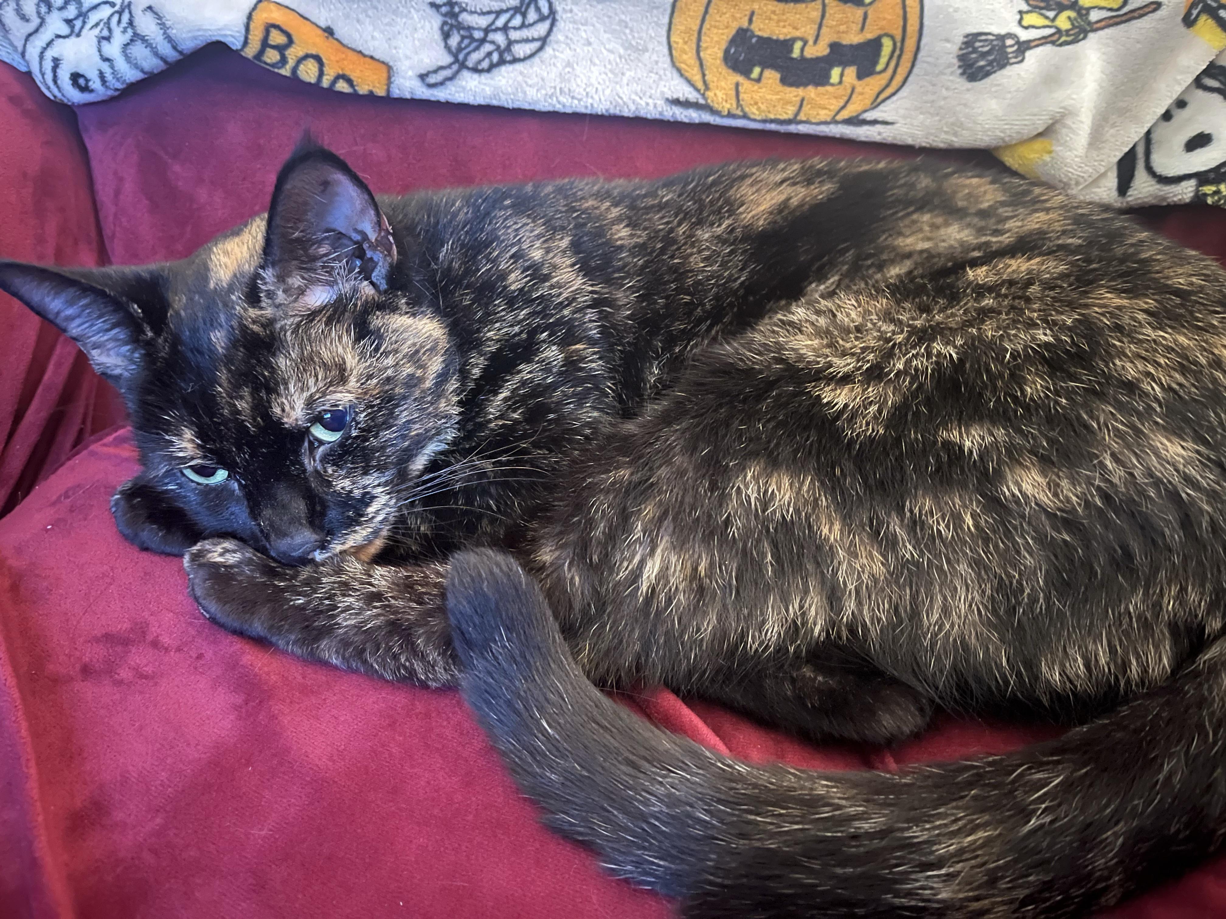 Enlarge Missy, a Adoptable Domestic Short Hair in Avon, NY image 2/3