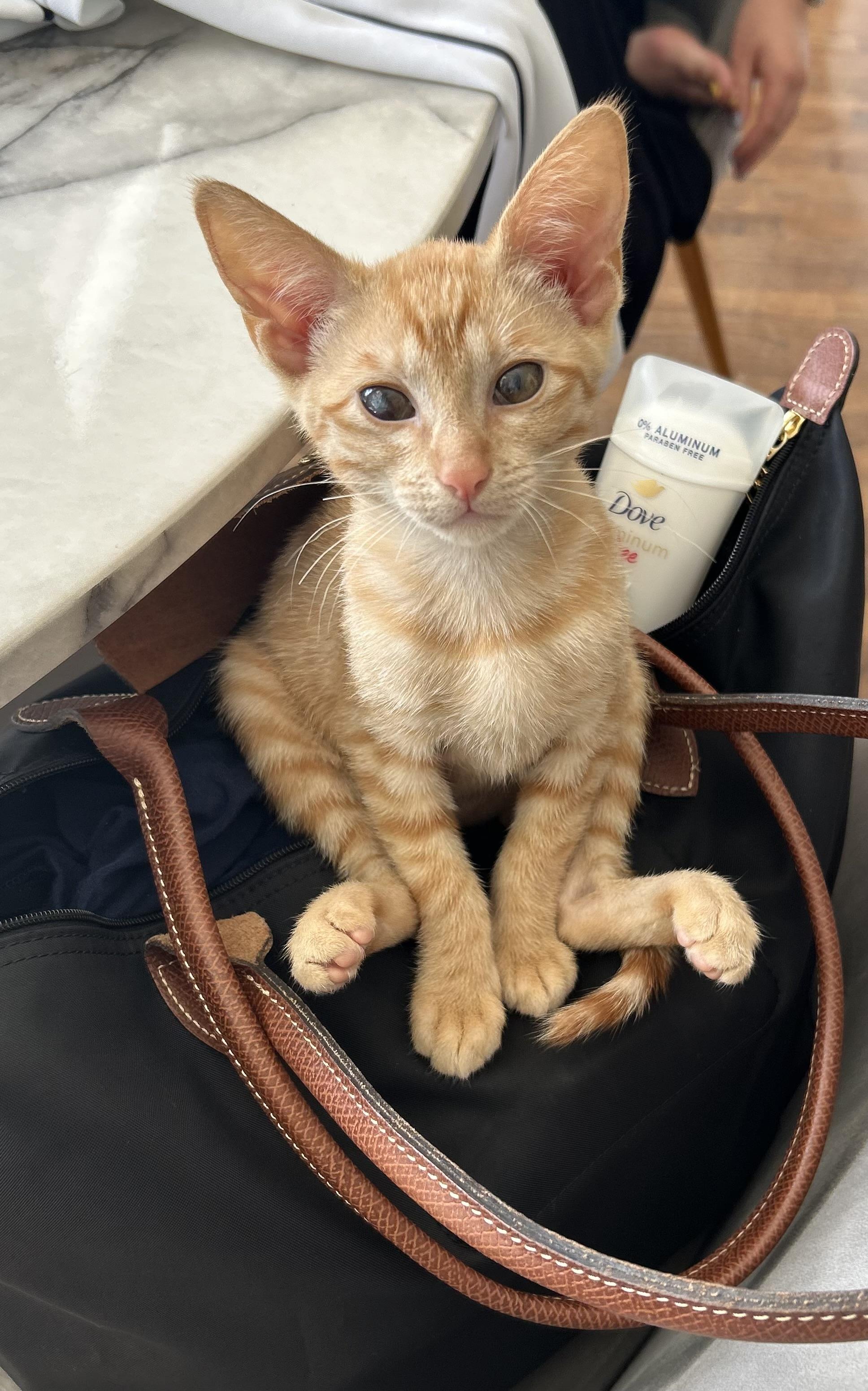 More June kittens!! photo 2