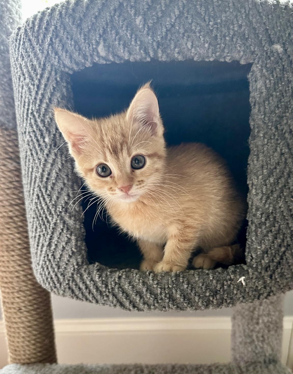 More June kittens!!, Baby Male Domestic Short Hair
