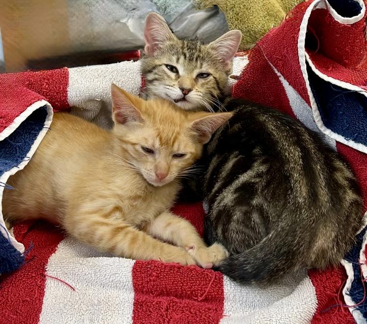 More June kittens!! photo 6
