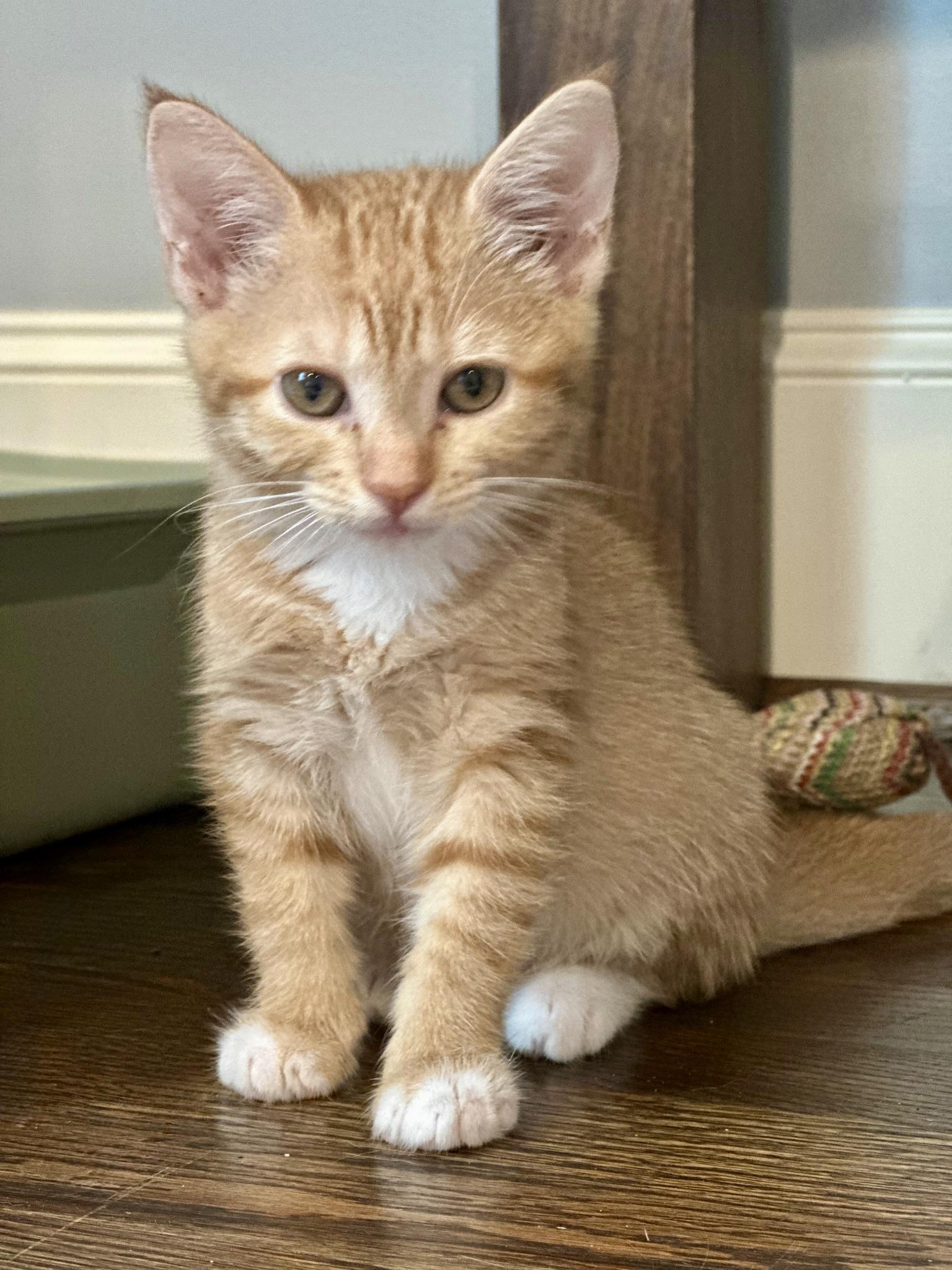 More June kittens!! photo 3