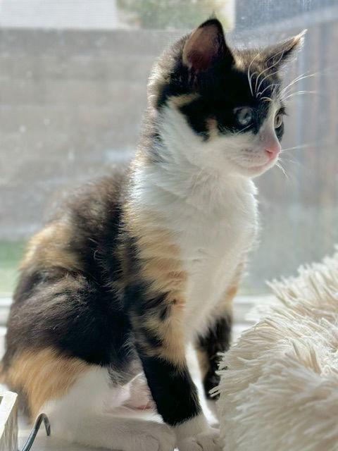 Robin, Adopted, Kitten Female Domestic Short Hair.