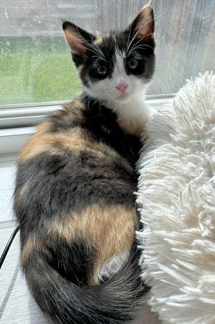 Enlarge Robin, a Adopted Domestic Short Hair in Seal Beach, CA image 2/3