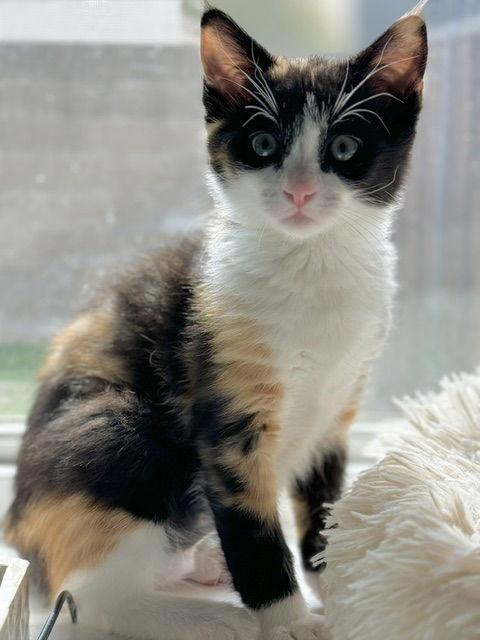 Enlarge Robin, a Adopted Domestic Short Hair in Seal Beach, CA image 3/3