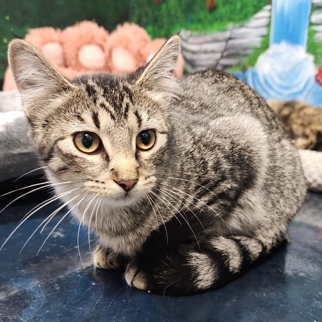 Jem, Adoptable, Young Female Domestic Short Hair.