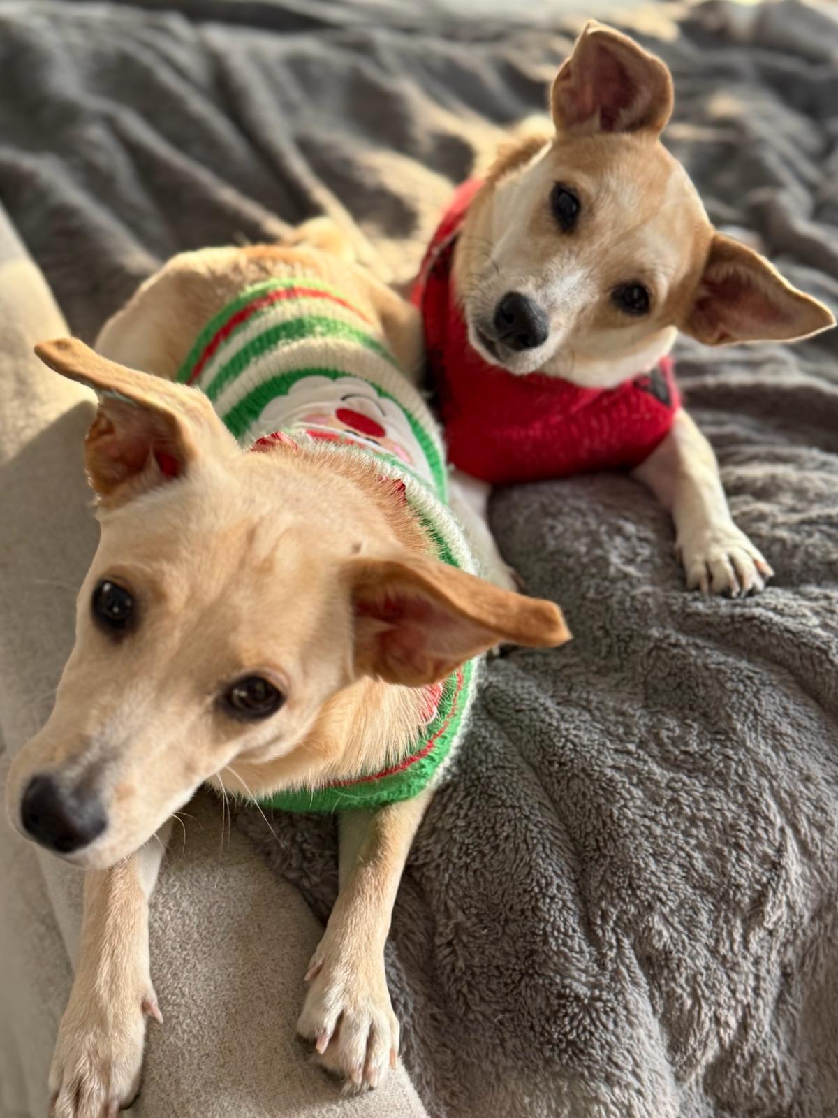 Petty & Minga A thumbnail 4