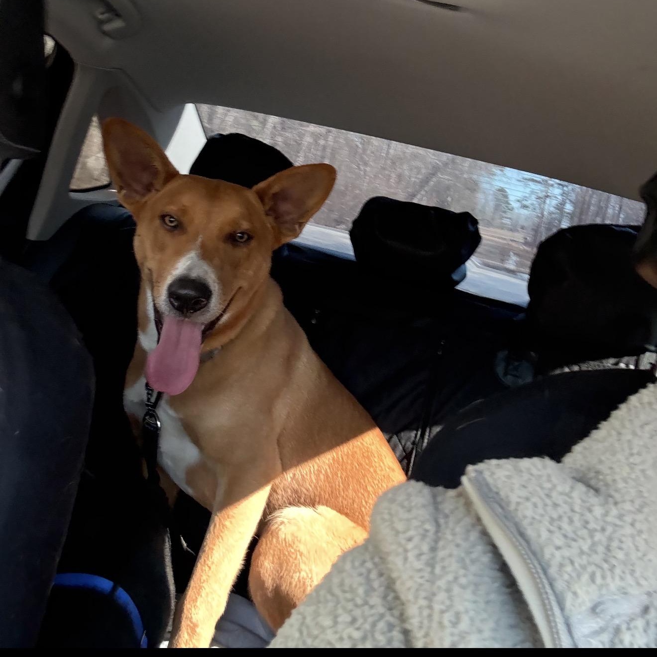 TUCKER, Adoptable, Young Male German Shepherd Dog & Border Collie.