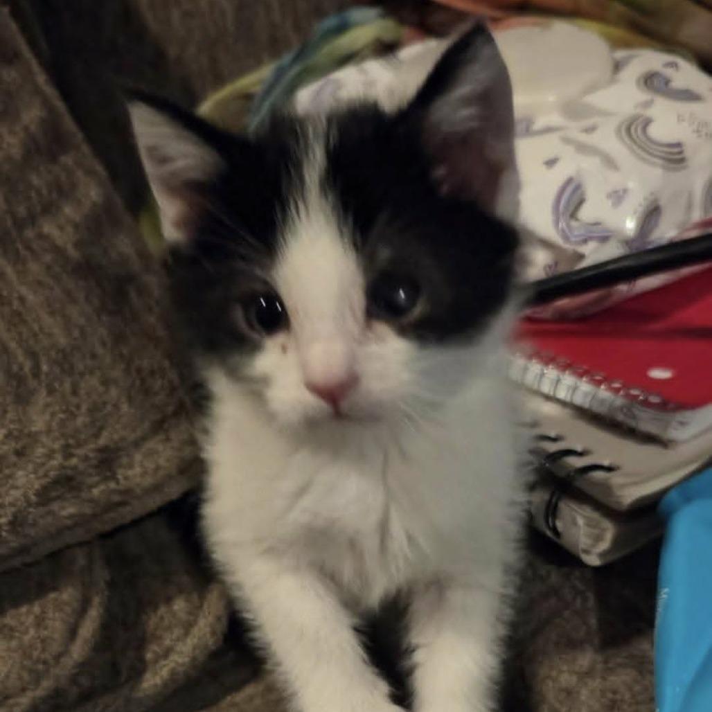 Macaron, Adoptable, Kitten Male Domestic Short Hair.