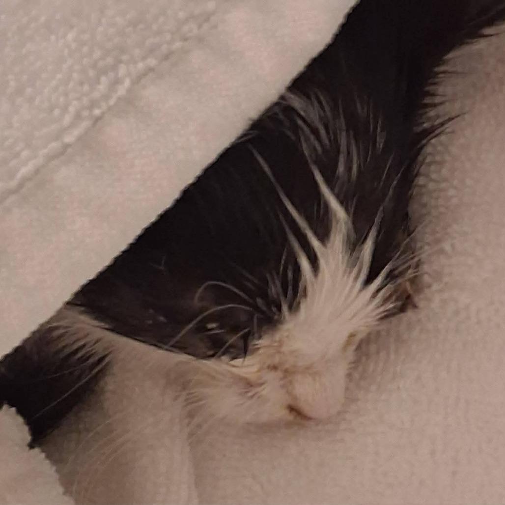 Macaron, a Adoptable Domestic Short Hair in Las Cruces, NM image 2/3