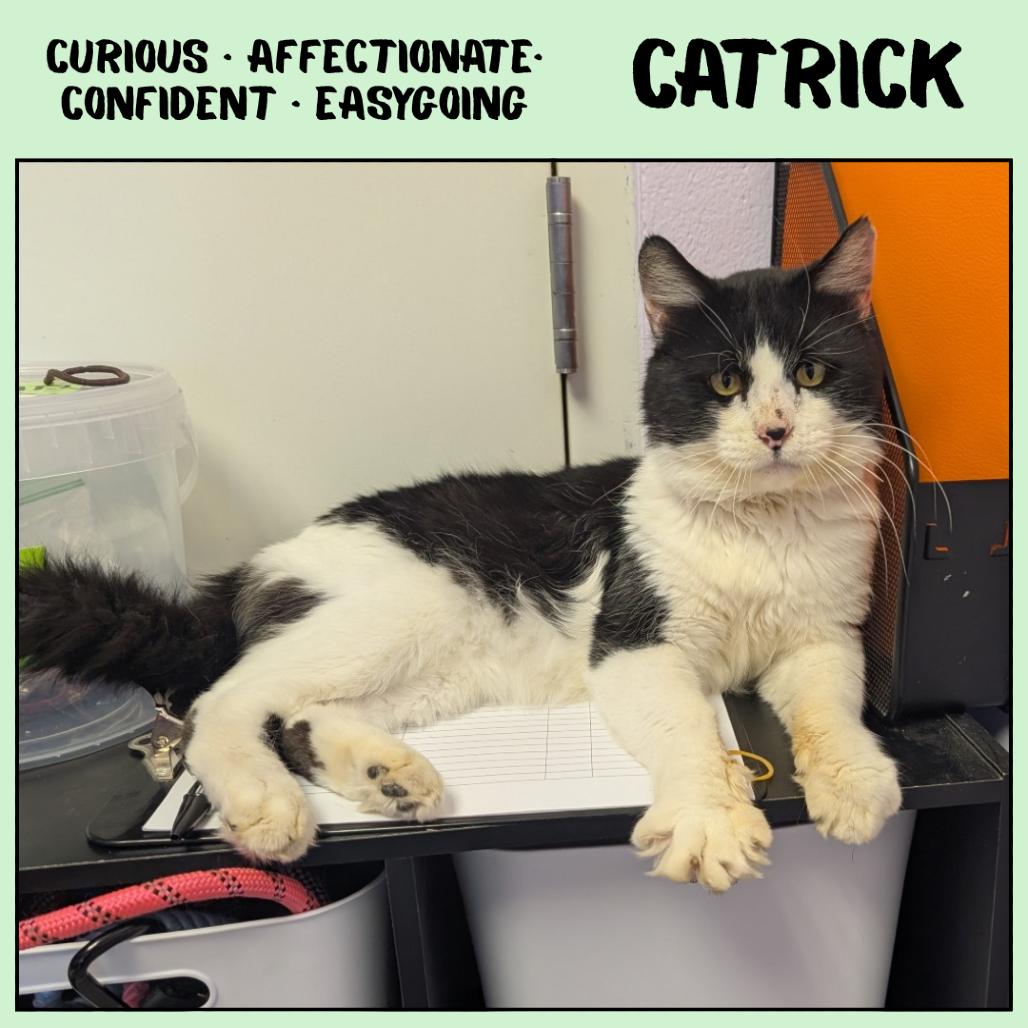 Enlarge Catrick Mahomes, a Adoptable Domestic Medium Hair in Emporia, KS image 1/5