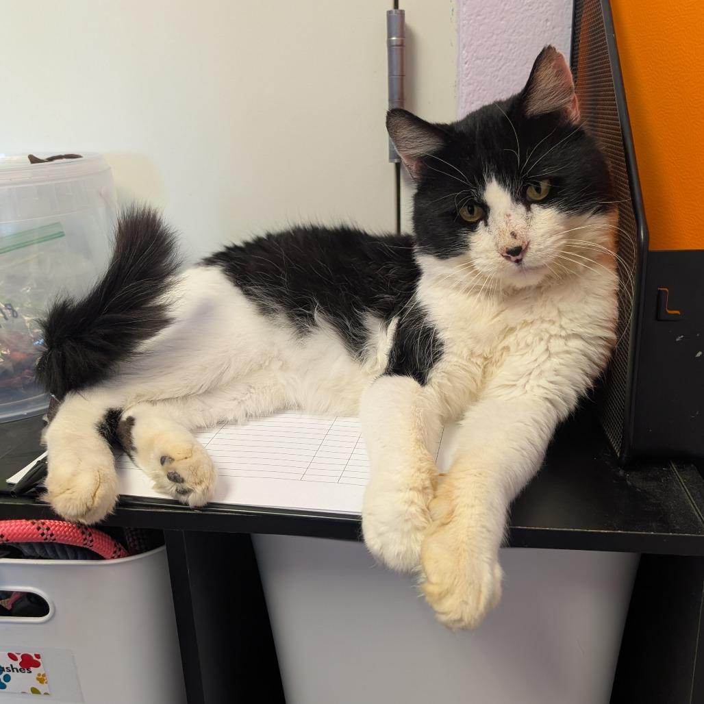 Enlarge Catrick Mahomes, a Adoptable Domestic Medium Hair in Emporia, KS image 2/5