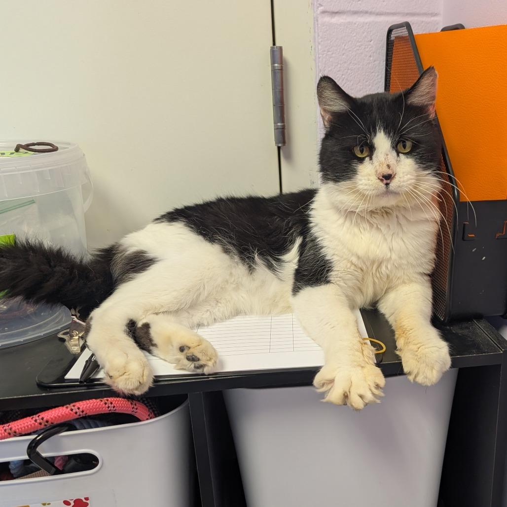 Enlarge Catrick Mahomes, a Adoptable Domestic Medium Hair in Emporia, KS image 3/5