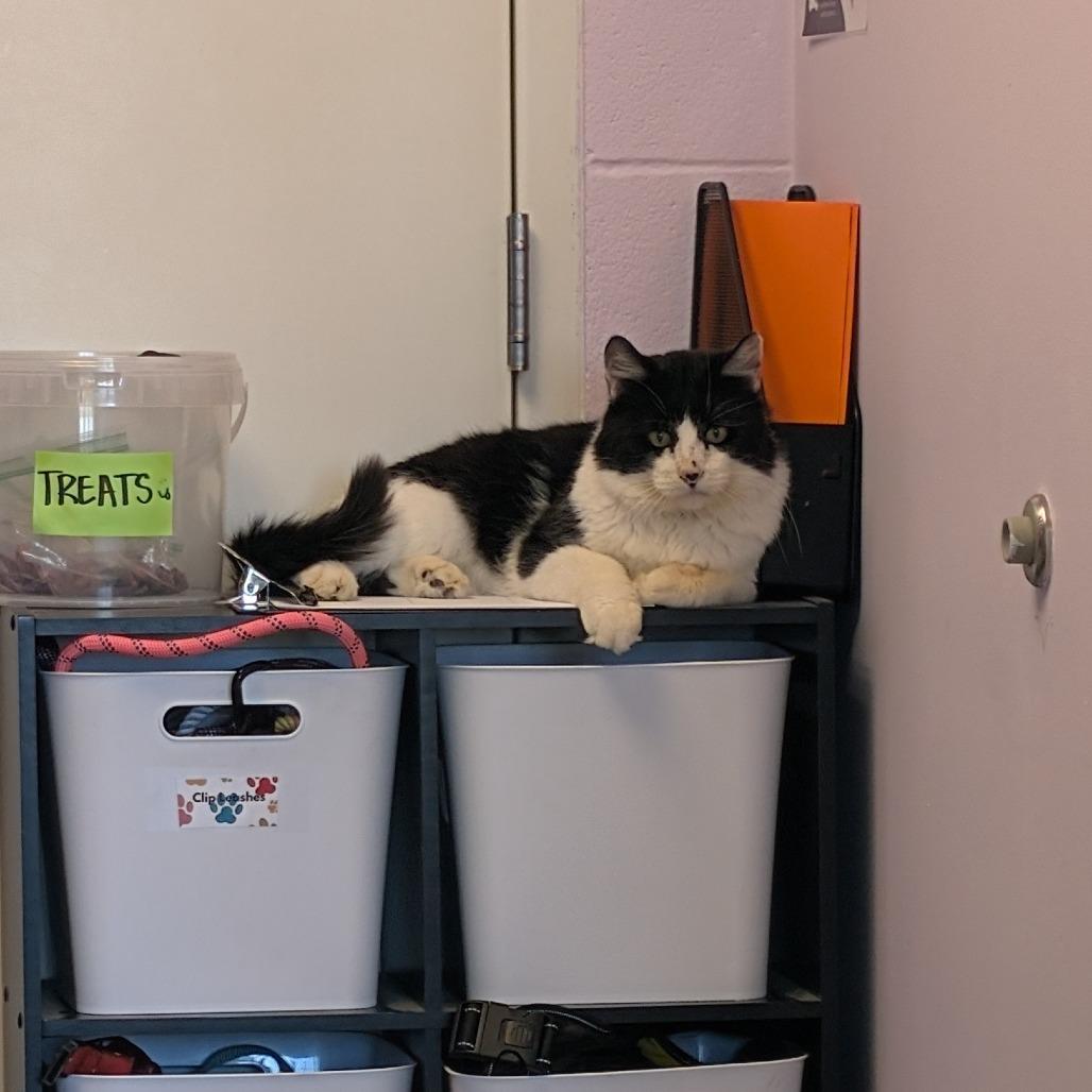 Enlarge Catrick Mahomes, a Adoptable Domestic Medium Hair in Emporia, KS image 4/5