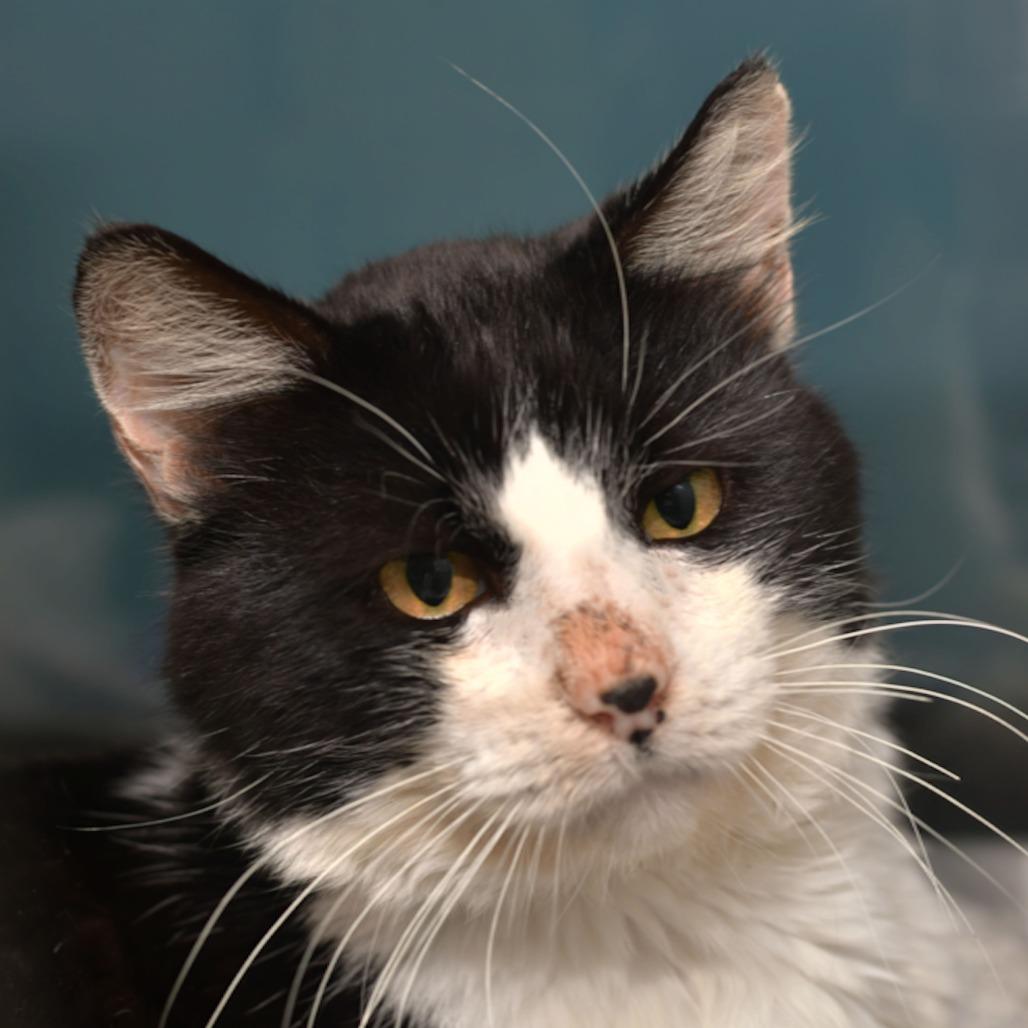 Enlarge Catrick Mahomes, a Adoptable Domestic Medium Hair in Emporia, KS image 5/5