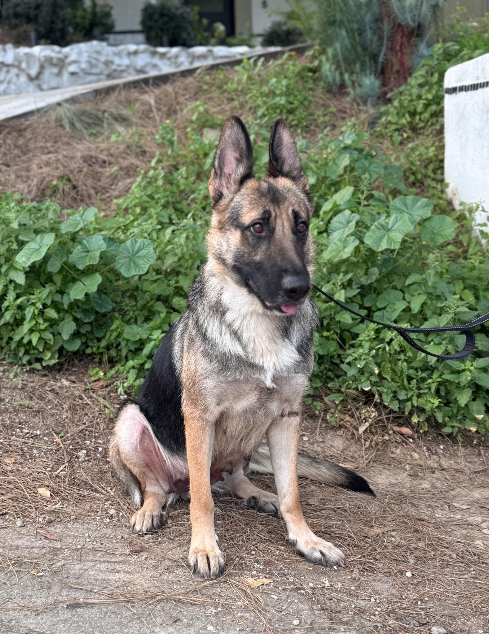 Enlarge BRIANNA, a ADOPTABLE German Shepherd Dog in Los Angeles, CA image 2/3